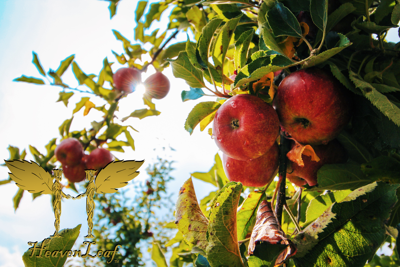 HeavenLeaf Anise Apple