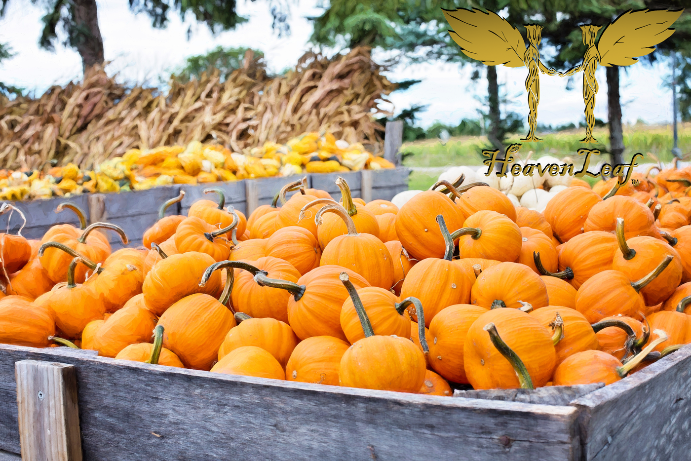 HeavenLeaf Pumpkin