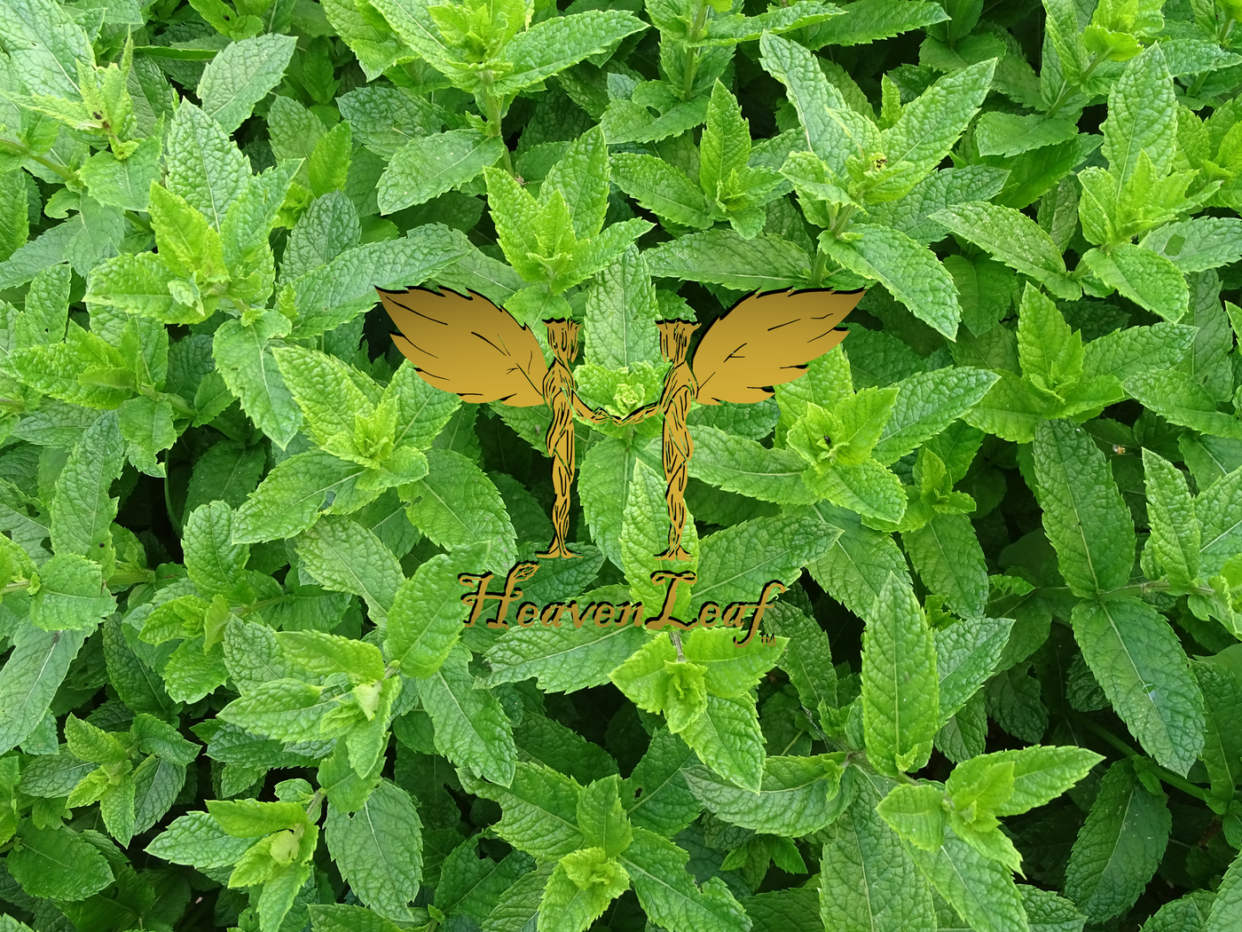 HeavenLeaf Spearmint