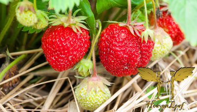 HeavenLeaf Strawberry